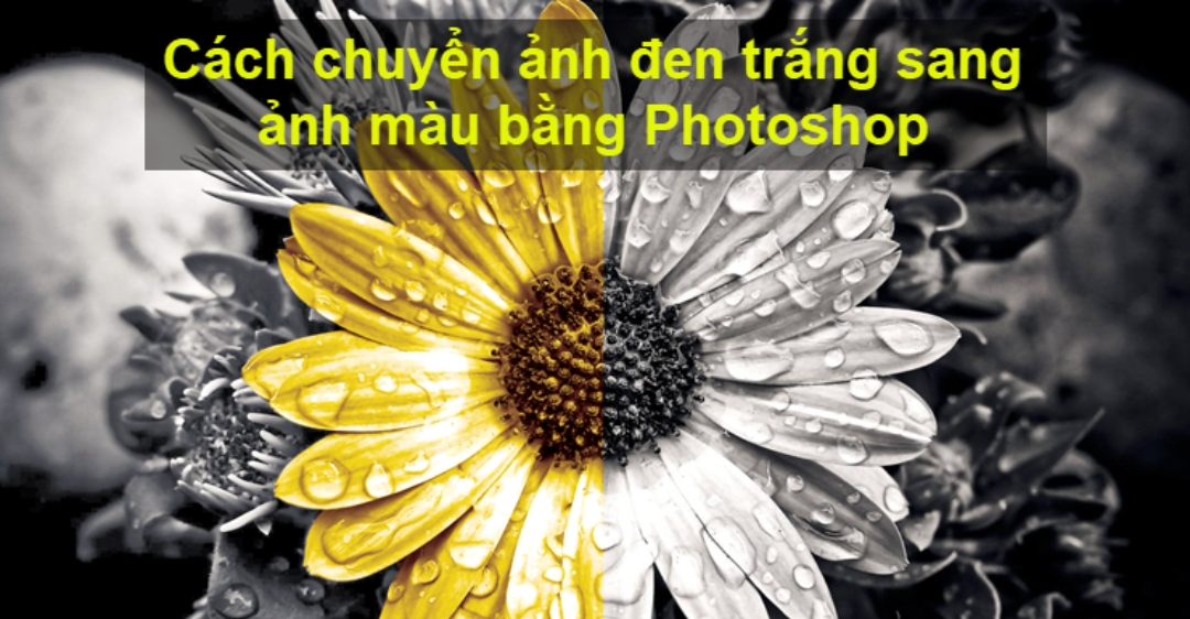 Cách chuyển ảnh trắng đen sang ảnh màu bằng Photoshop bằng Neural Filters